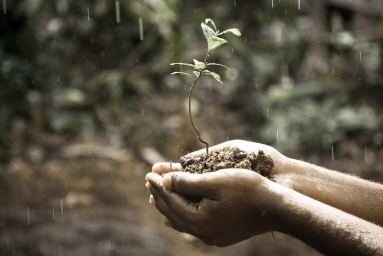 person holding baby tree in hands